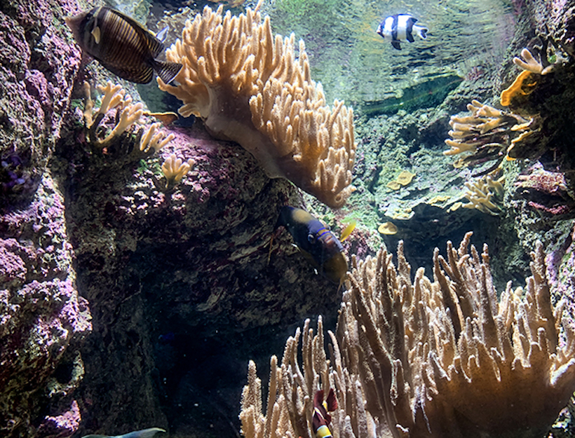 Paris Aquarium