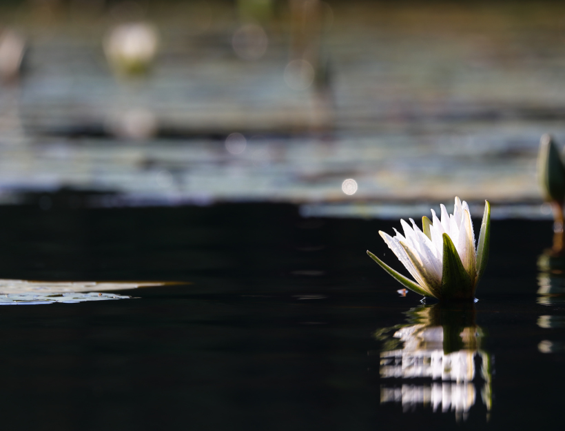 USA coping with COVID: A white lily pad flower on a body of water