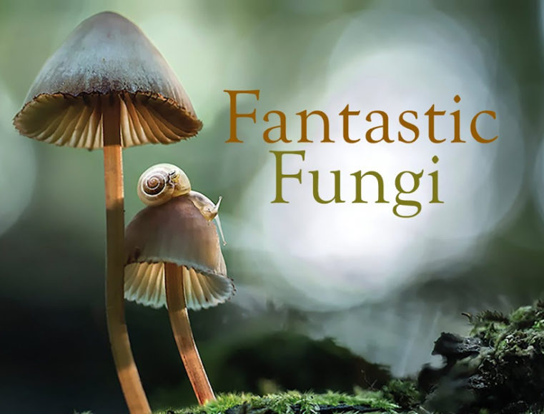 Film Review Fantastic Fungi Delve Into the Mystery of Mushrooms